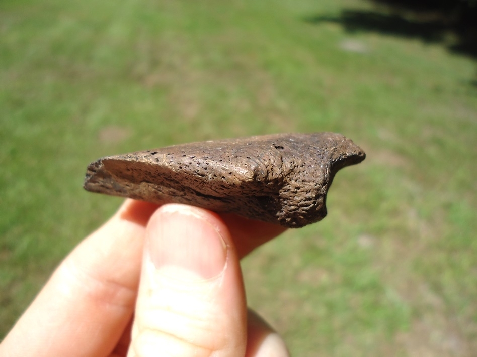 Large image 3 Excellent Giant Tortoise Claw Core