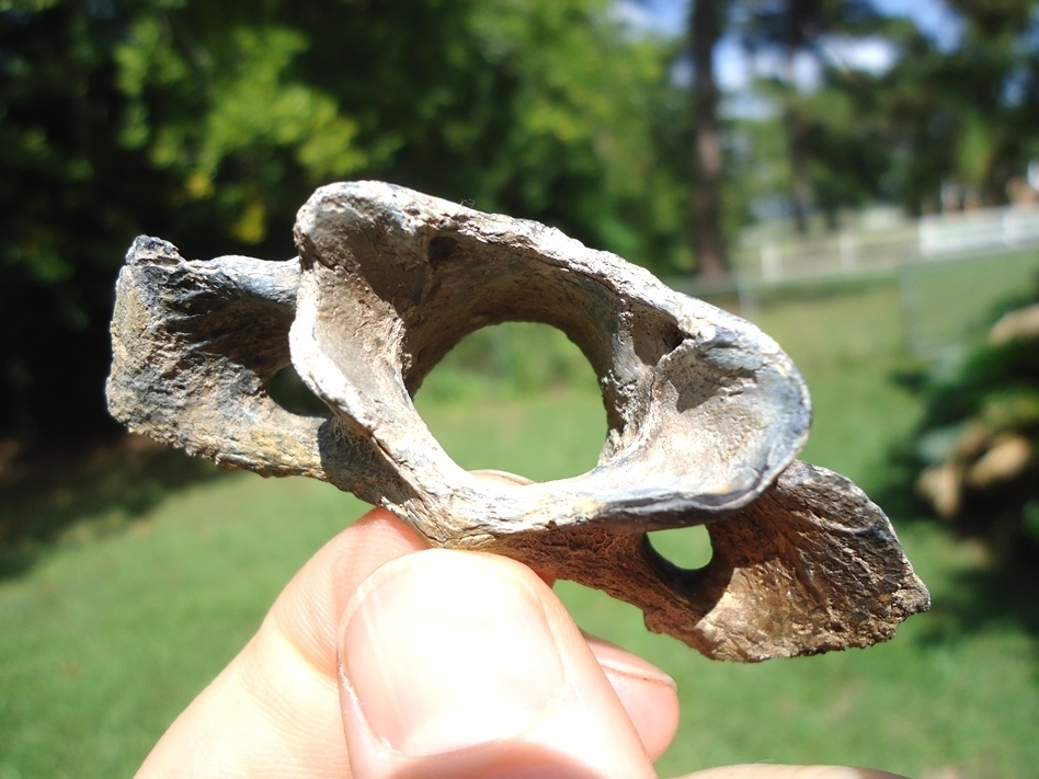 Large image 3 Rare Grey Fox Atlas Vertebra