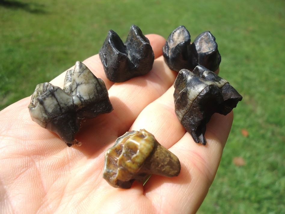 Large image 1 Five Choice Tapir Molars