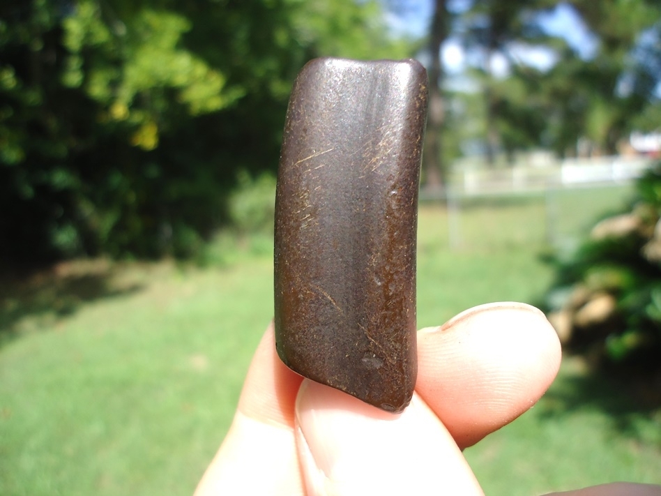 Large image 1 Very Attractive Mahogany Sloth Tooth