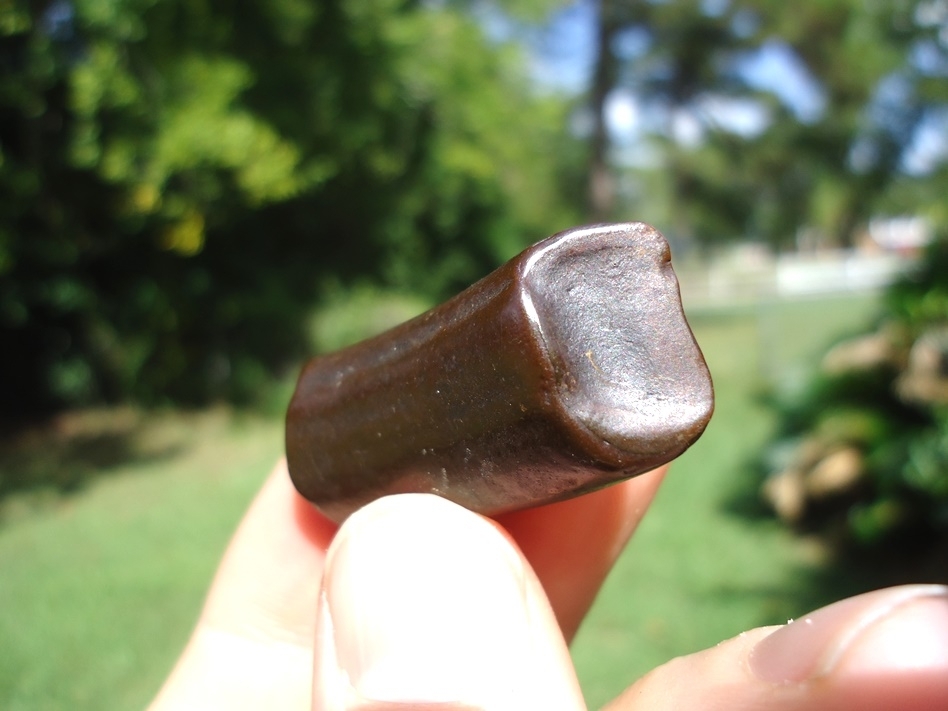 Large image 2 Very Attractive Mahogany Sloth Tooth