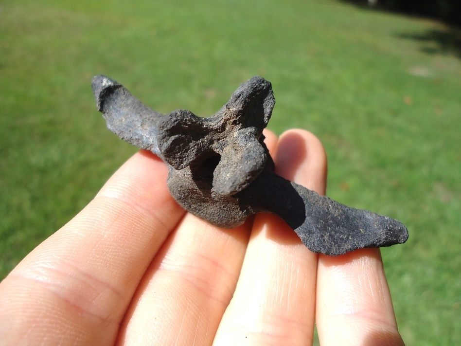 Large image 2 Remarkable Extinct Armadillo Caudal Vertebra