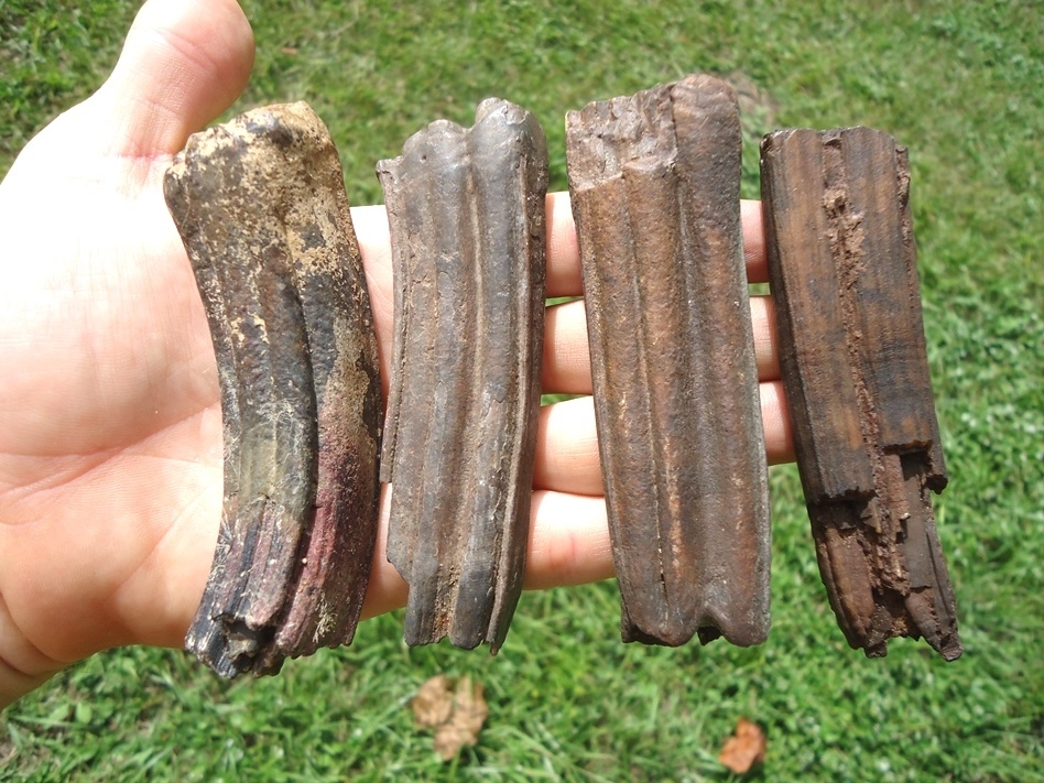 Large image 2 Four Extremely Large Horse Teeth