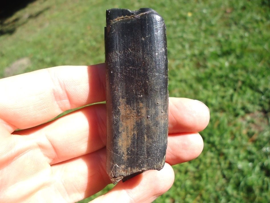 Large image 1 Quality Megalonyx Sloth Tooth