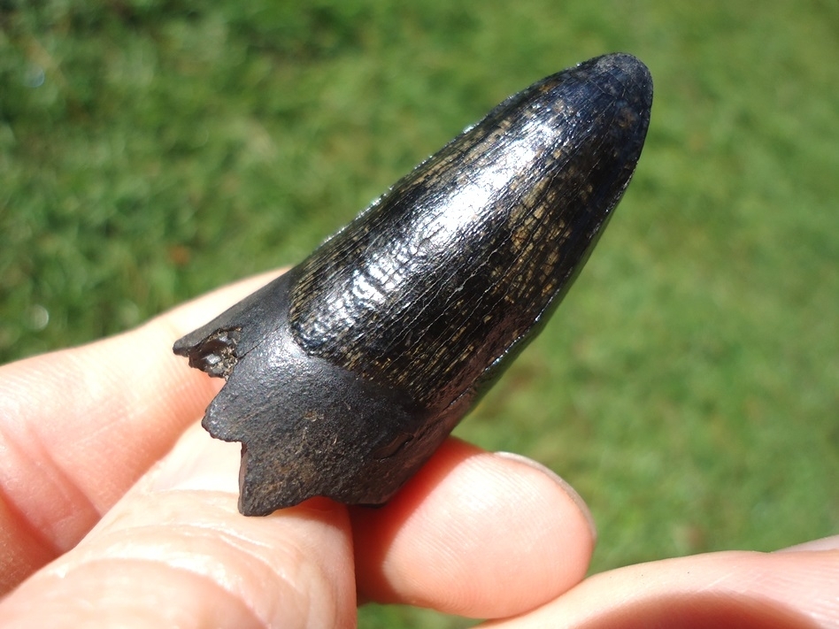 Large image 3 Extra Large Glossy Marbleized Alligator Tooth