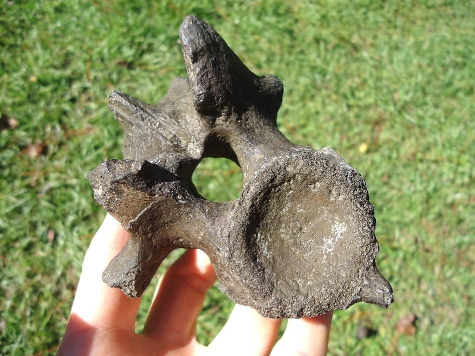 Large image 1 Extra Large Alligator Vertebra