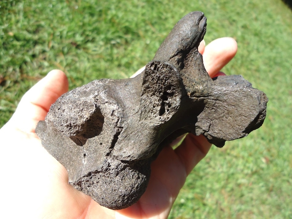 Large image 4 Extra Large Alligator Vertebra