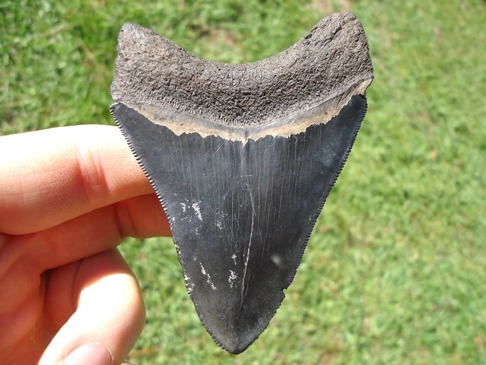 Large image 1 Nice Wide Jet Black Megalodon Shark Tooth