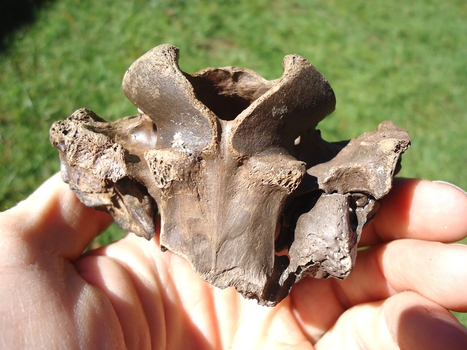 Large image 4 Unique Deer Skull Brain Case