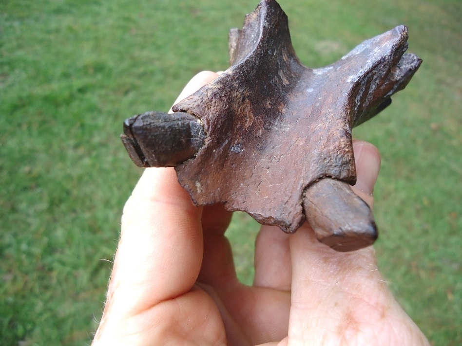 Large image 2 Awesome Tapir Symphysis with Canines