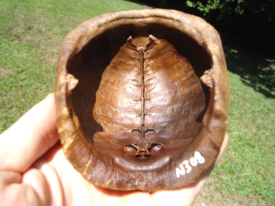 Large image 5 Immaculate Box Turtle Shell