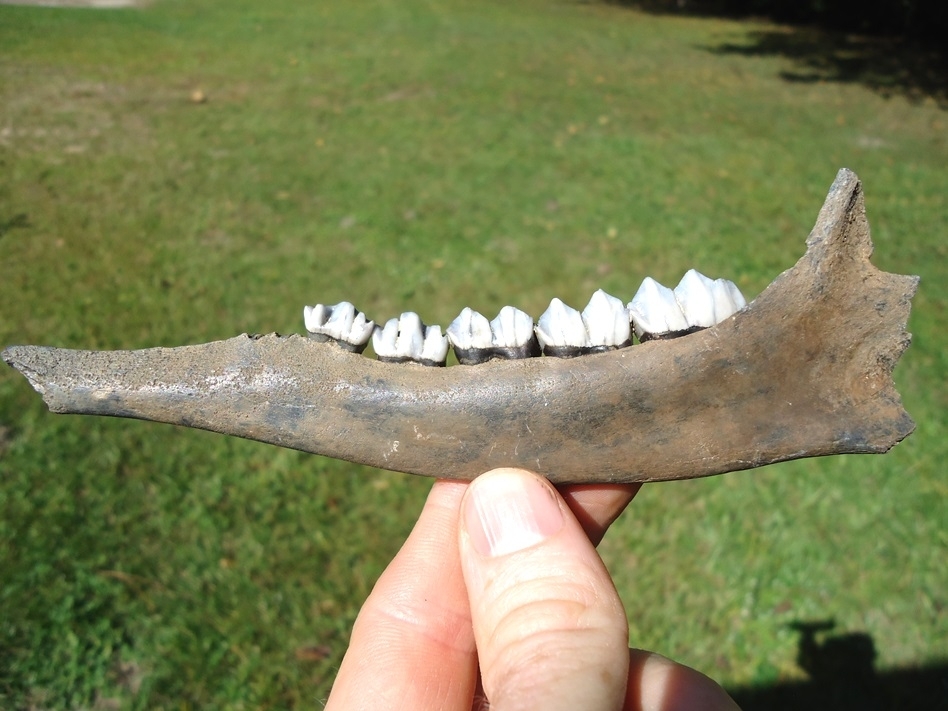 Large image 1 Top Quality Deer Mandible with Five Teeth