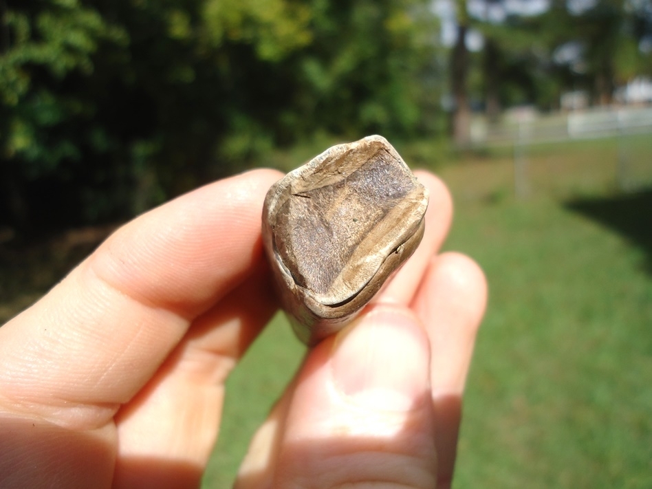 Large image 2 Bargain Price Megalonyx Sloth Tooth