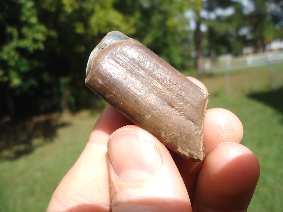 Large image 3 Bargain Price Megalonyx Sloth Tooth