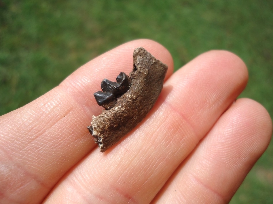 Large image 3 Uncommon American Mink Mandible