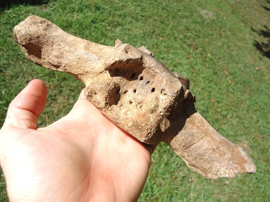 Large image 2 Exceptional Paramylodon Sloth Vertebra