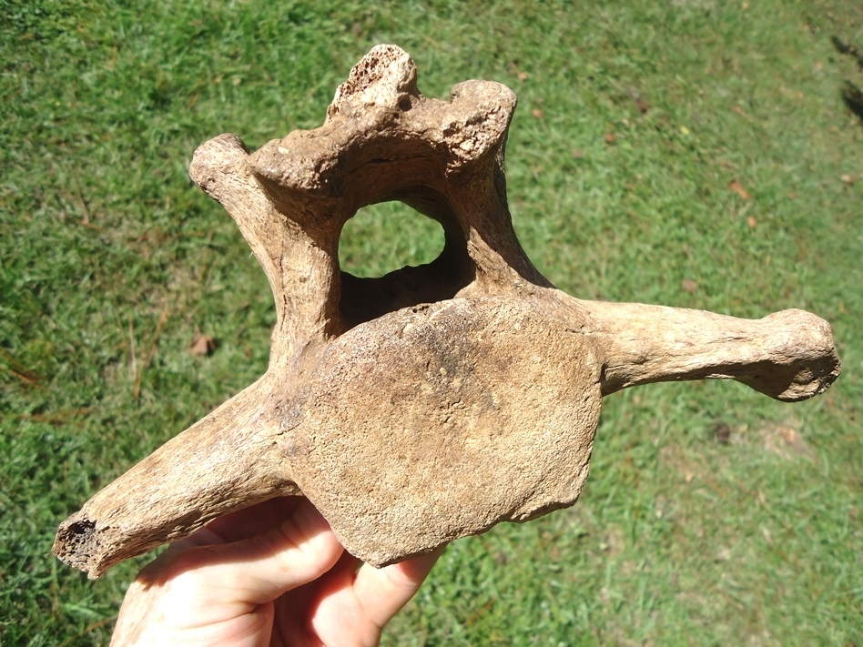 Large image 4 Exceptional Paramylodon Sloth Vertebra