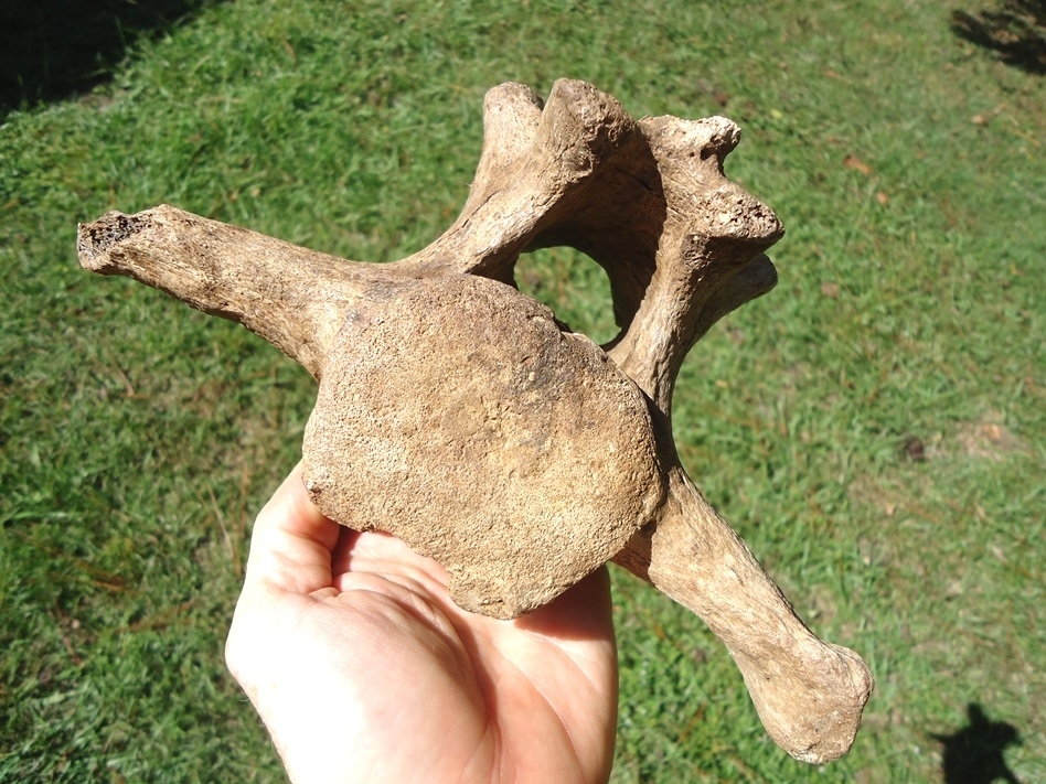 Large image 5 Exceptional Paramylodon Sloth Vertebra