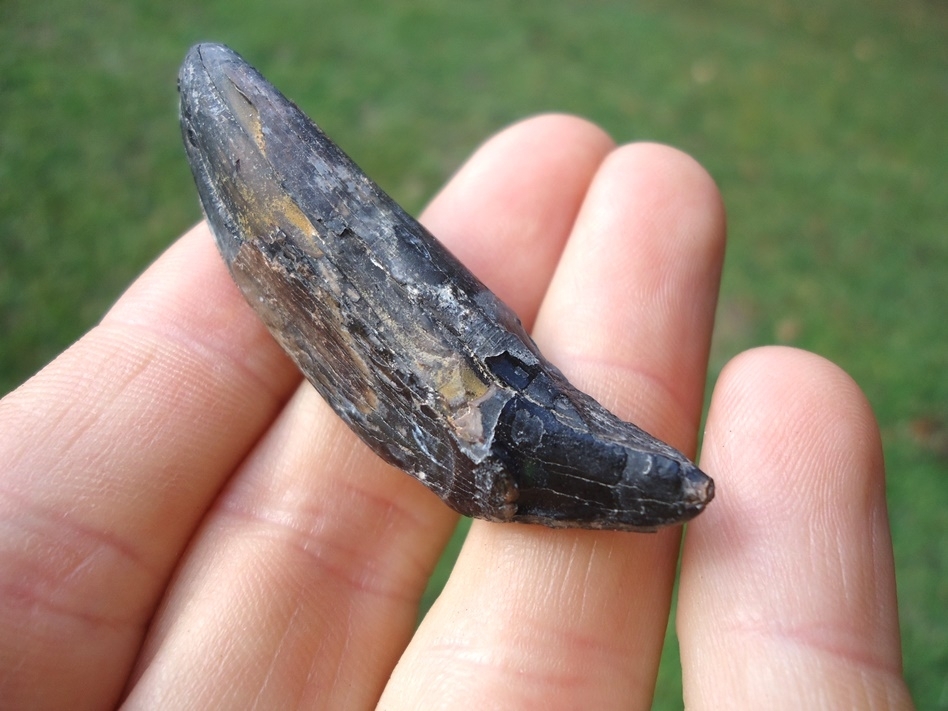 Large image 5 Beyond Rare Saber Cat Incisor Tooth