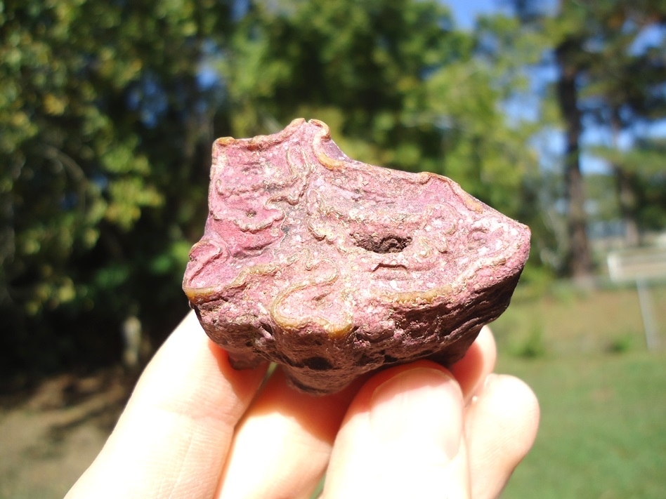 Large image 1 Unique Pink Algae Stained Horse Tooth