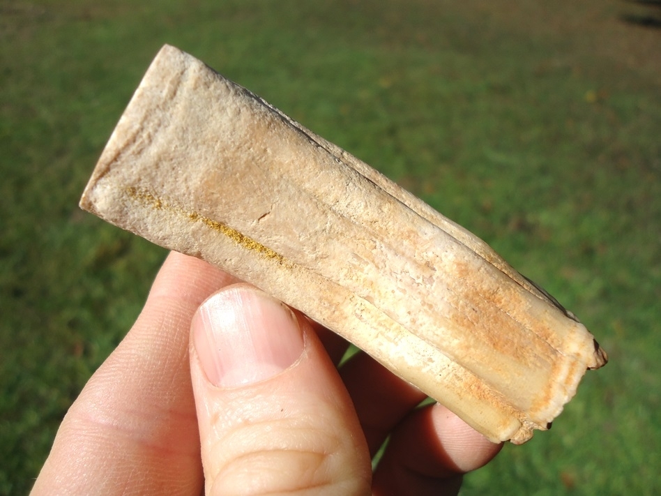 Large image 1 Cut and Polished Rainbow River Horse Tooth