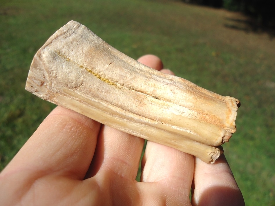 Large image 4 Cut and Polished Rainbow River Horse Tooth