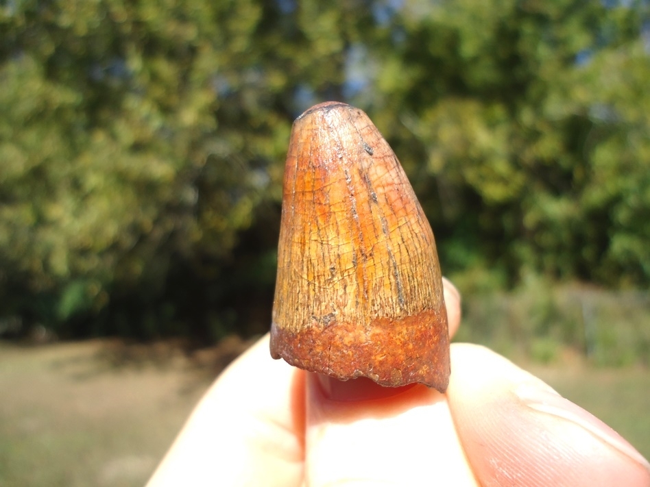 Large image 1 One-of-a-Kind Fiery Yellow Alligator Tooth