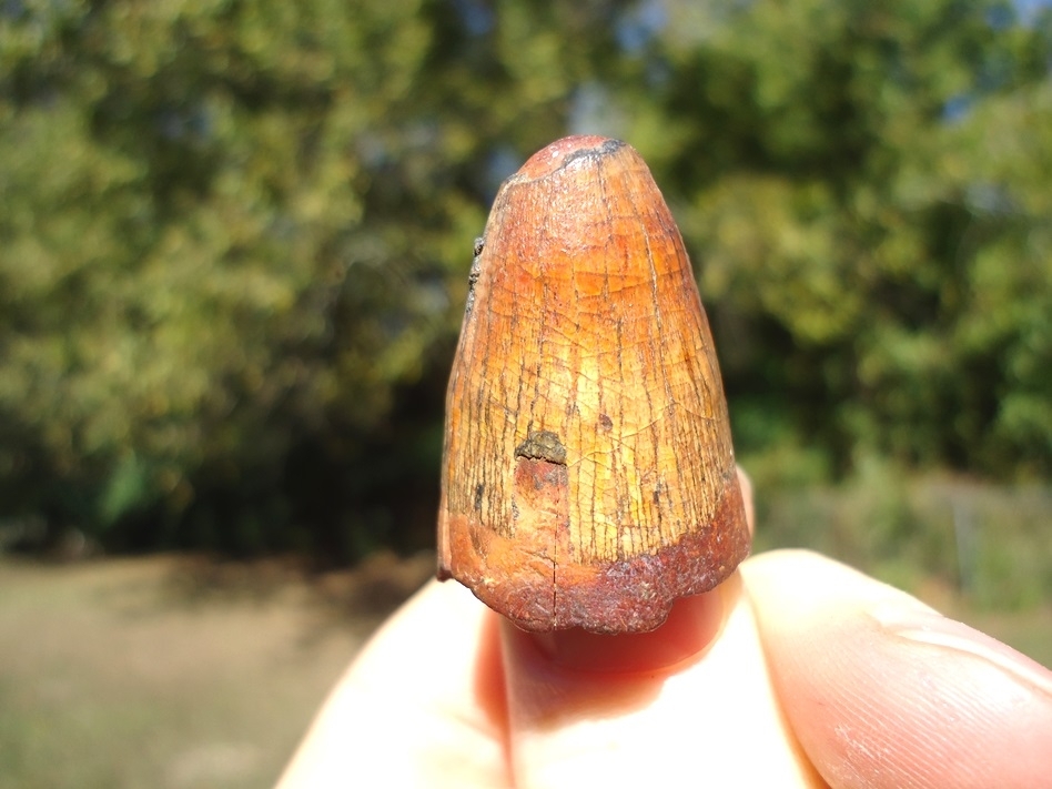 Large image 2 One-of-a-Kind Fiery Yellow Alligator Tooth