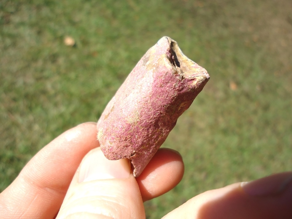 Large image 4 Unique Pink Algae Sloth Tooth