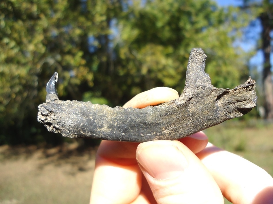 Large image 1 Raccoon Mandible with Canine Intact