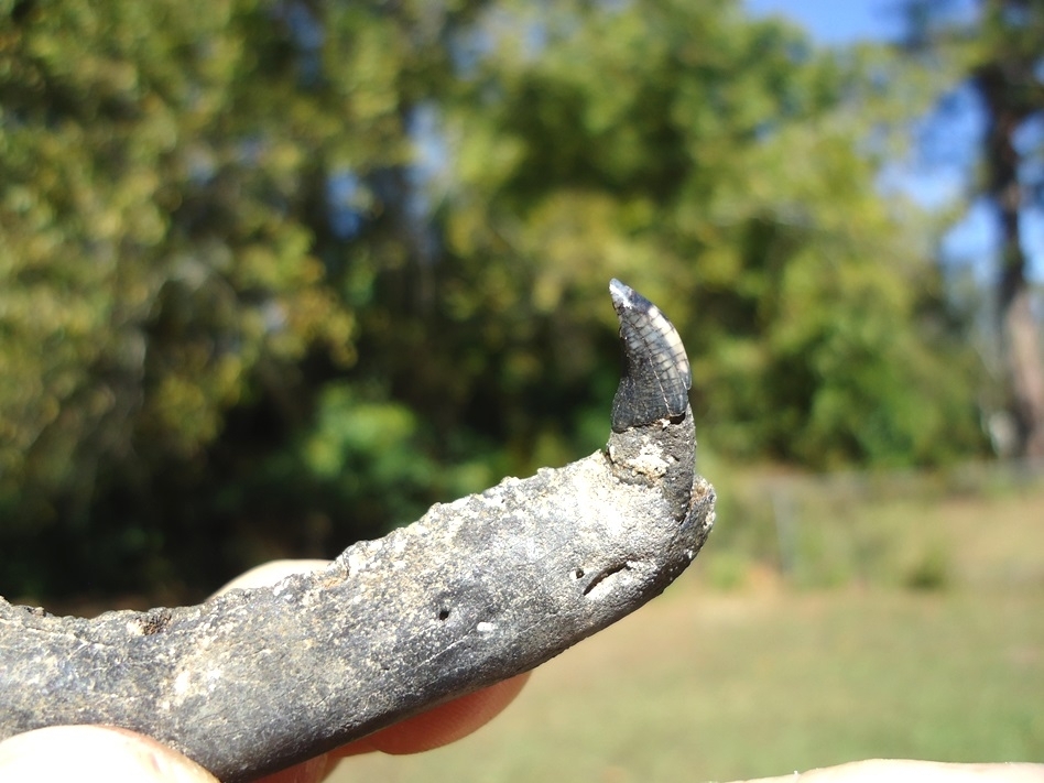 Large image 3 Raccoon Mandible with Canine Intact