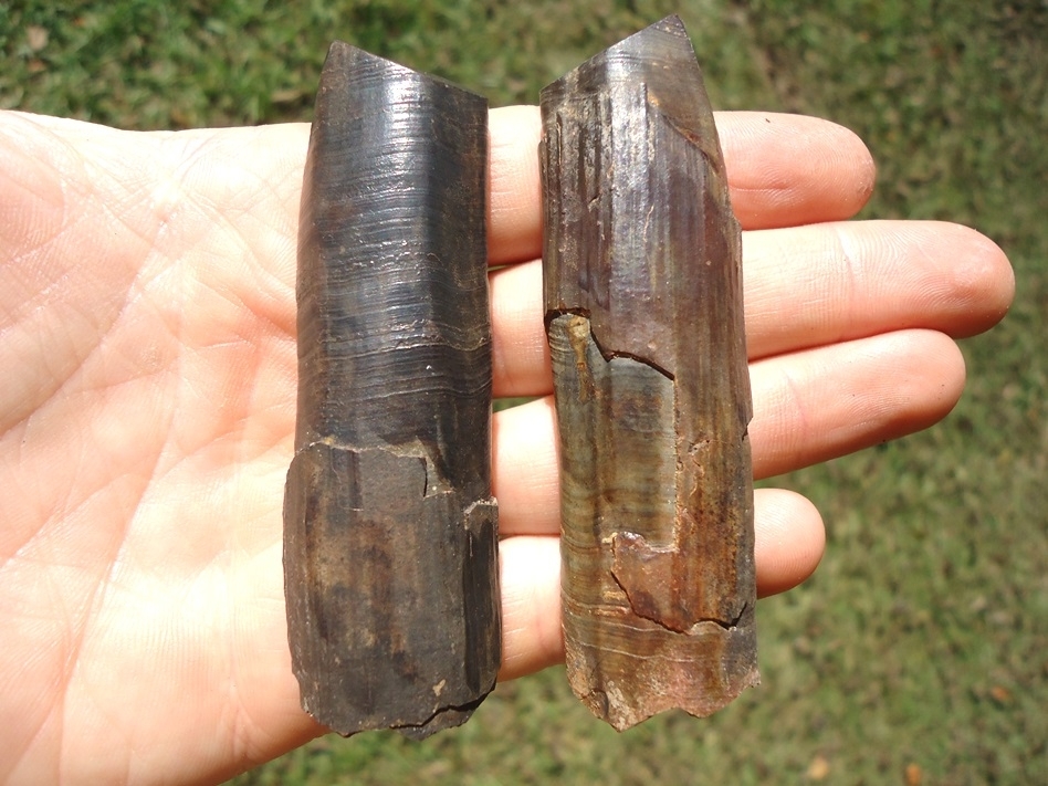 Large image 2 Associated Pair of Paramylodon Sloth Canine Teeth