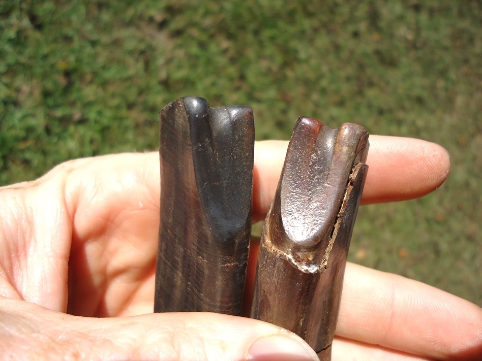 Large image 3 Associated Pair of Paramylodon Sloth Canine Teeth