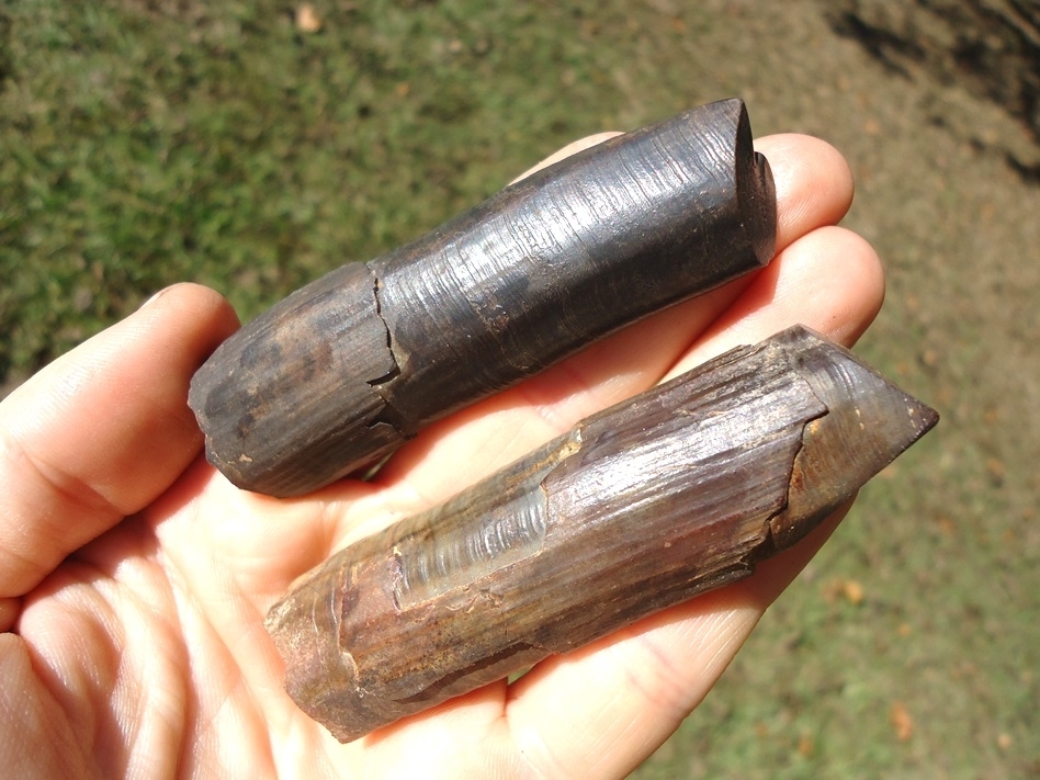 Large image 6 Associated Pair of Paramylodon Sloth Canine Teeth