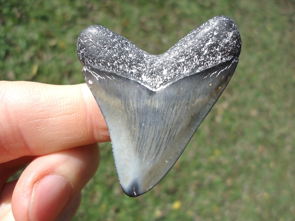 Large image 1 Bargain Price Megalodon Shark Tooth