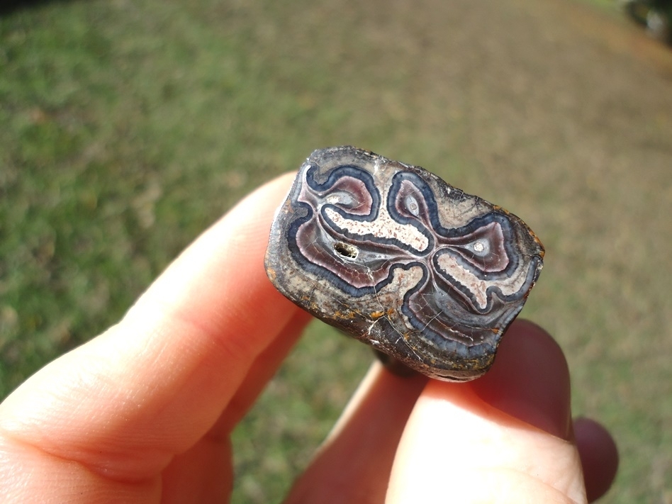 Large image 2 Unique Cut and Polished Horse Tooth