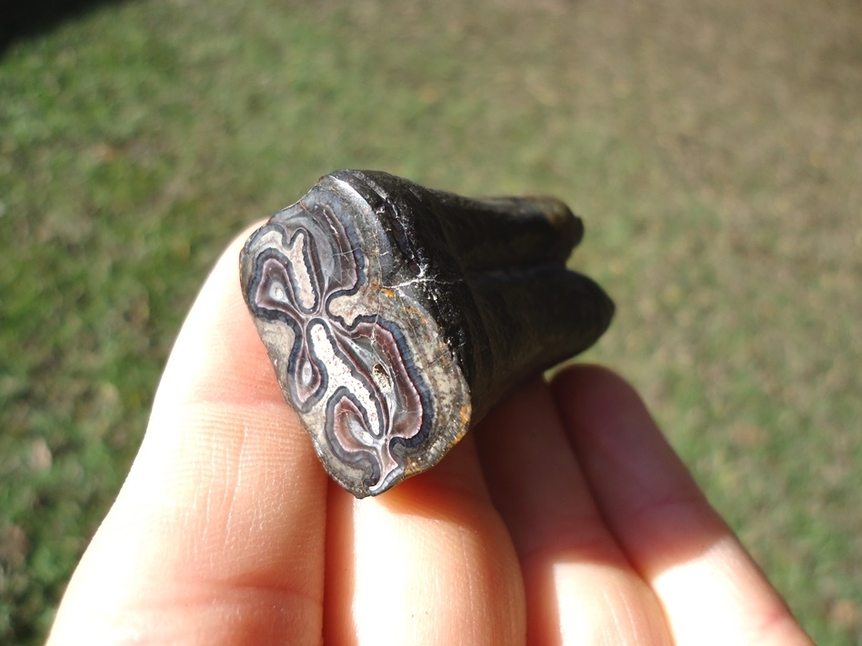 Large image 3 Unique Cut and Polished Horse Tooth