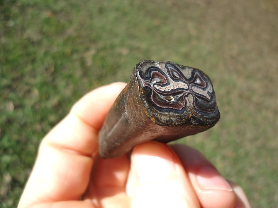 Large image 4 Unique Cut and Polished Horse Tooth