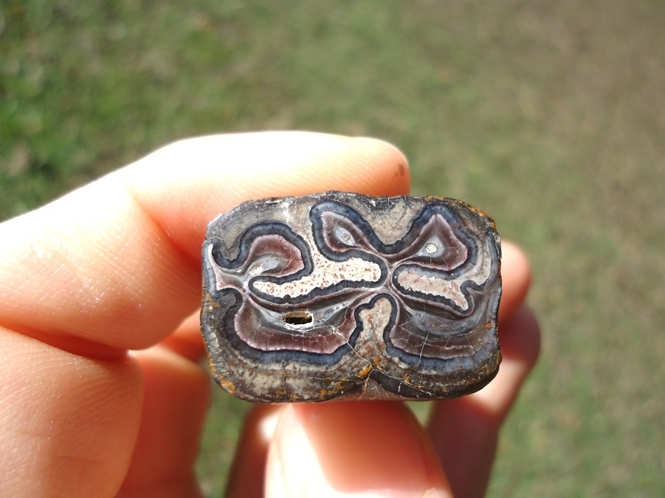 Large image 5 Unique Cut and Polished Horse Tooth