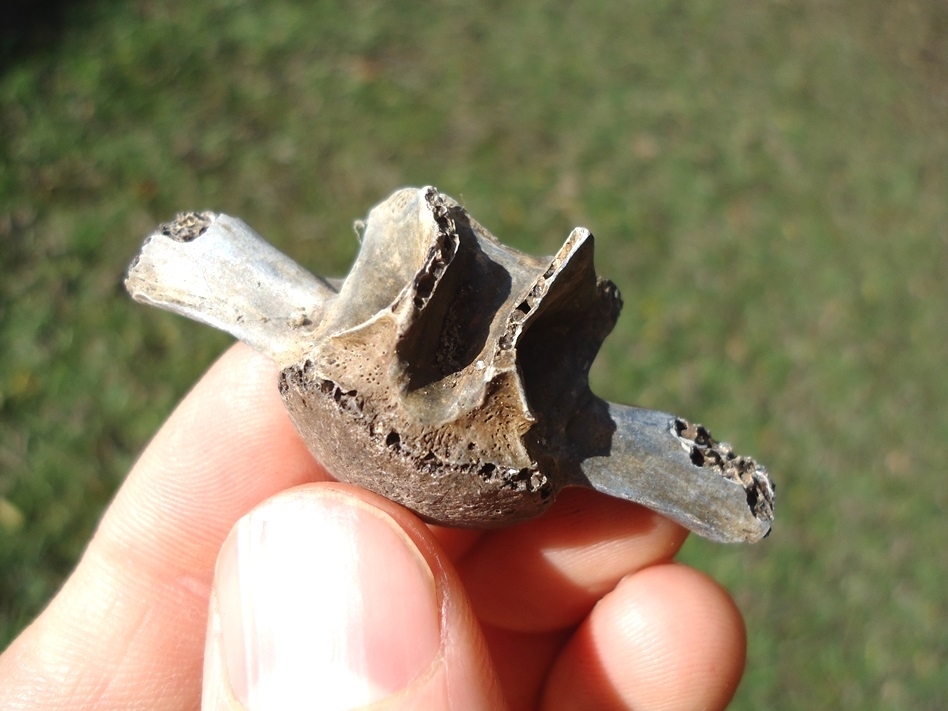 Large image 2 Choice Gar Fish Vertebra