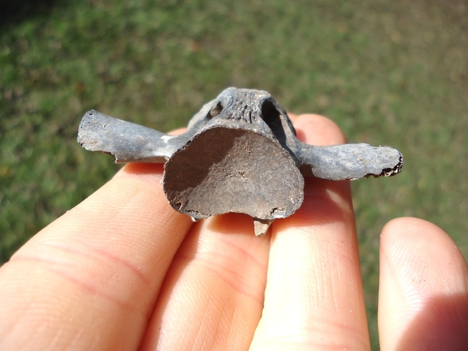 Large image 1 Choice Gar Fish Vertebra