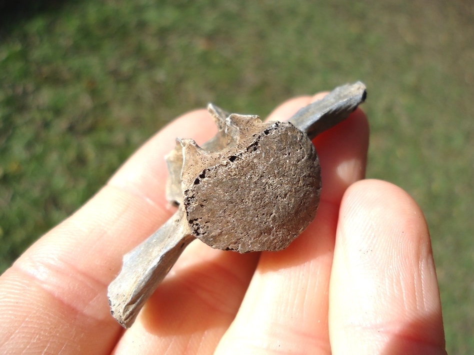 Large image 3 Choice Gar Fish Vertebra