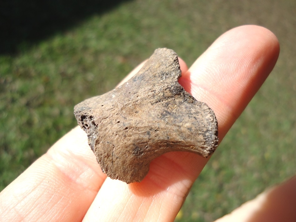 Large image 3 Uncommon Alligator Atlas Vertebra