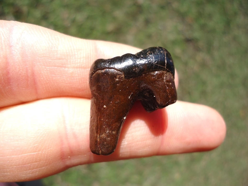 Large image 1 Bargain Price Spectacled Bear Molar