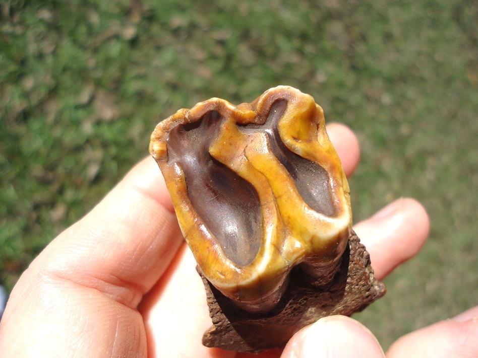 Large image 3 Stunning Orange Tapir Molar in Section of Jaw