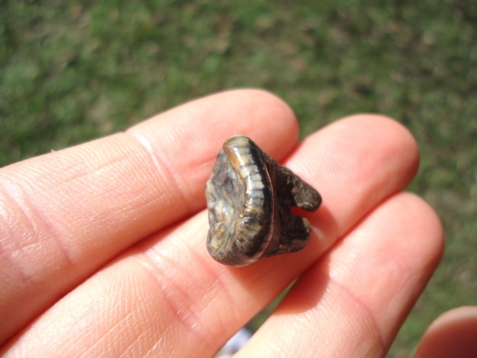 Large image 3 Bargain Black Bear Molar