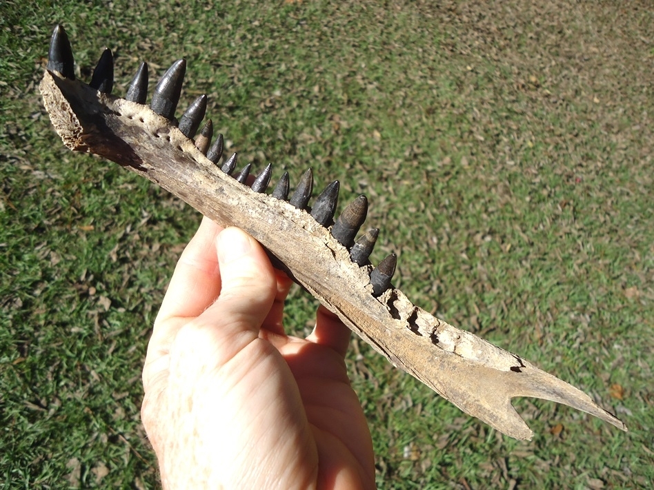 Large image 2 Alligator Mandible with 16 Teeth