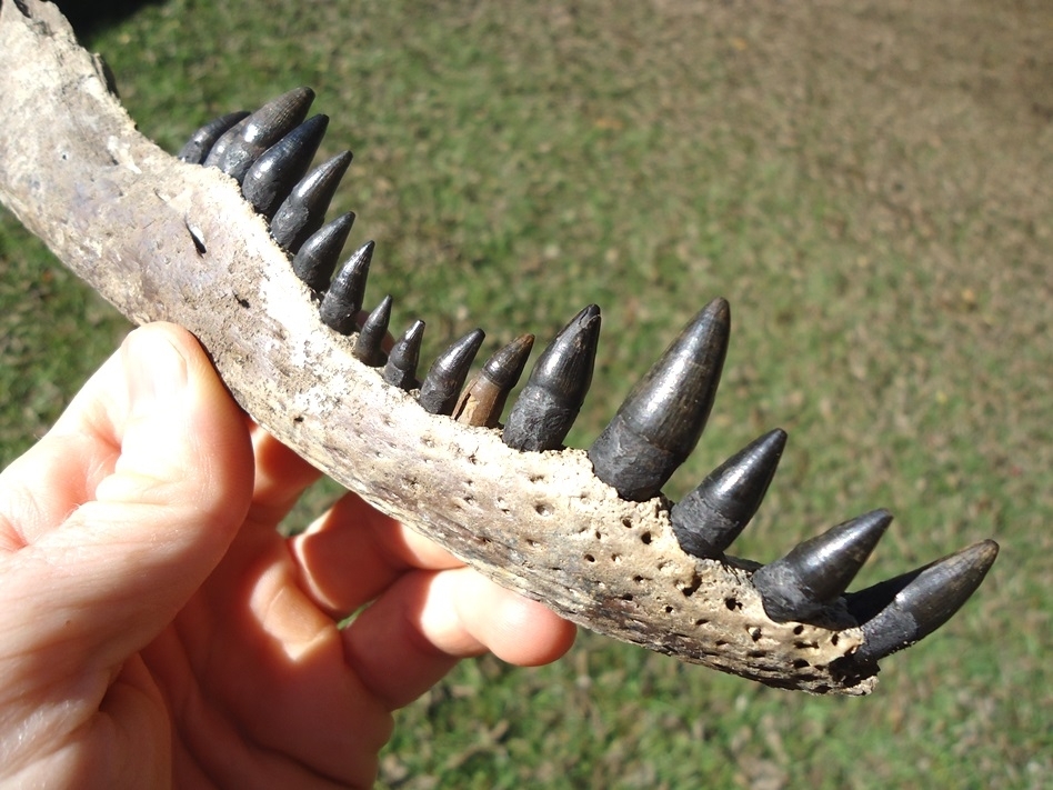 Large image 6 Alligator Mandible with 16 Teeth