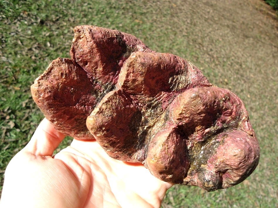 Large image 2 Stunning Pink Algae Stained Mastodon Tooth