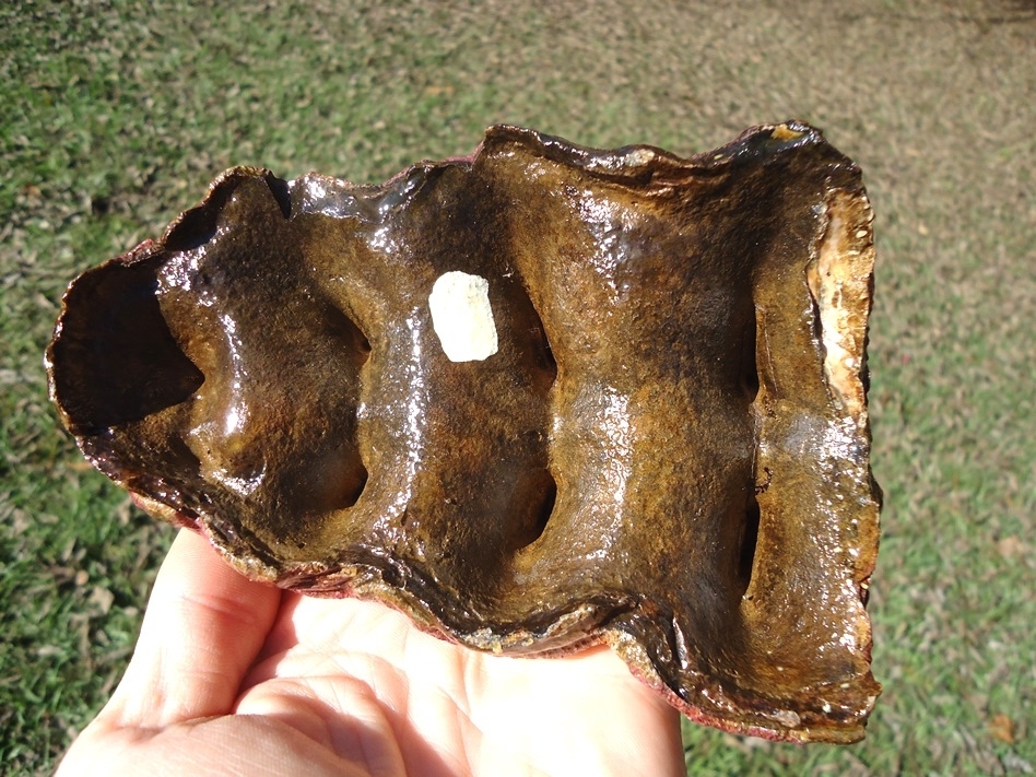 Large image 5 Stunning Pink Algae Stained Mastodon Tooth